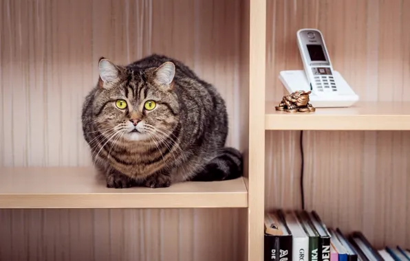 Cat, cat, books, phone, wardrobe, sitting, striped, shelves