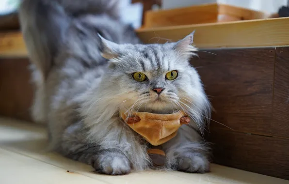 Cat, cat, look, face, pose, grey, lies, striped