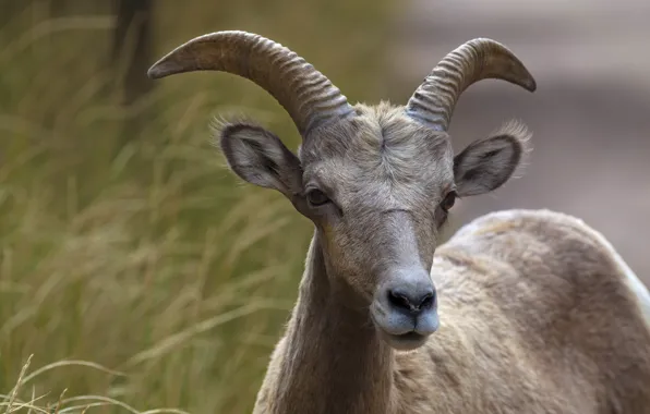 Face, portrait, goat, goat, mountain goat, goat