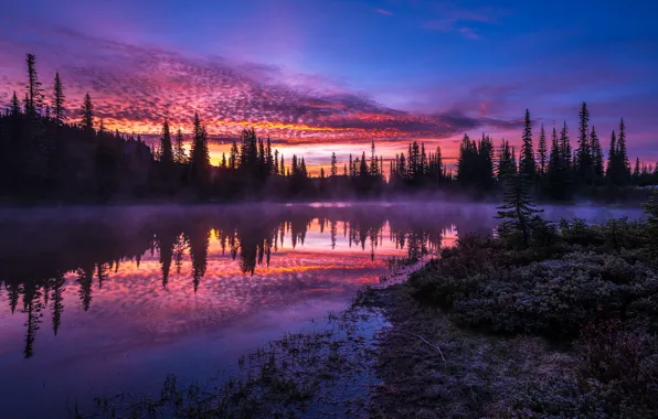 Forest, the sky, sunset, fog, reflection, shore, the evening, ate