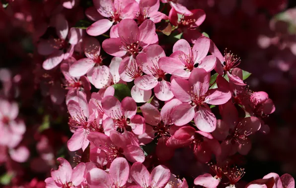 Macro, light, flowers, branch, spring, pink, Apple, flowering
