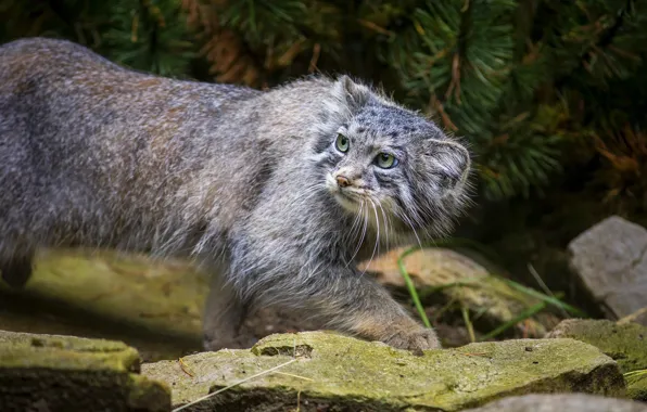 Look, branches, pose, stones, needles, sneaks, manul
