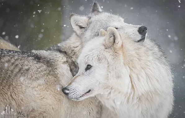Nature, predator, animal, wolf, wildlife, portrait, portrait., Canis lupus. face