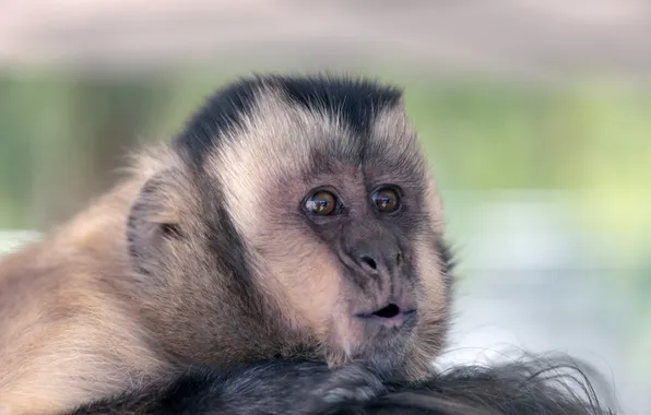 Look, portrait, monkey, face, cub, monkey, the expression, Capuchin