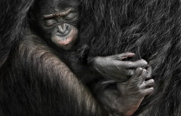 Nature, background, monkey