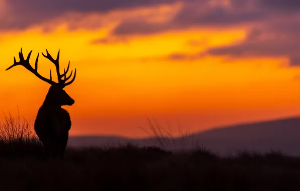 Picture sunset, beauty, the evening, deer