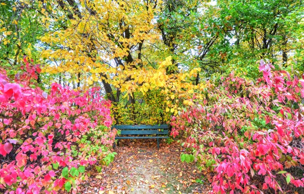 Picture autumn, leaves, trees, Park, garden, the bushes