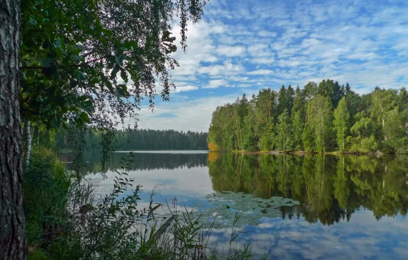 Wallpaper summer, clouds, river, birch for mobile and desktop, section ...