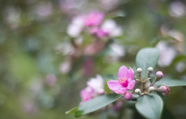 Flower, leaves, macro, pink, petals, blur, buds, Radomir