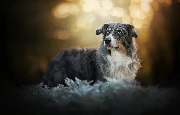 Look, dog, bokeh, Australian shepherd, Aussie