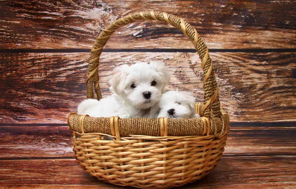 Picture dogs, puppies, kids, basket, faces