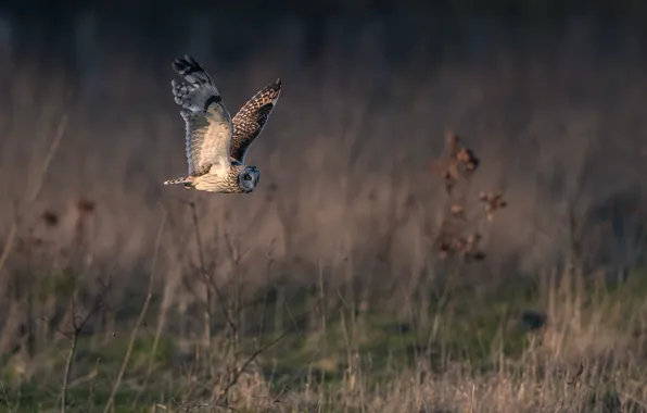 Picture owl, wings, flight