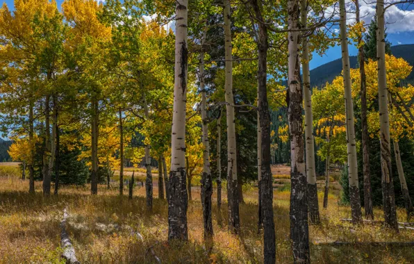 Autumn, forest, the sun, clouds, trees, mountains, Park, USA