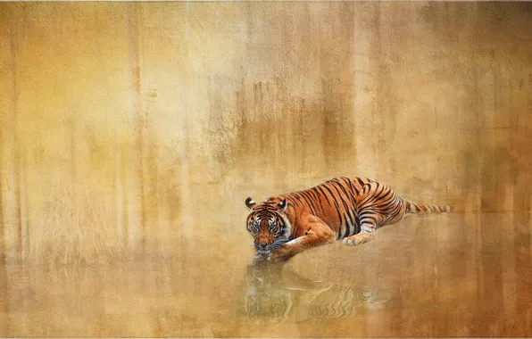 Picture tiger, reflection, background, texture, wild cat