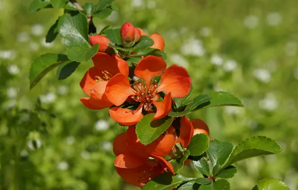 Flowers, branch, spring, red, flowering, quince