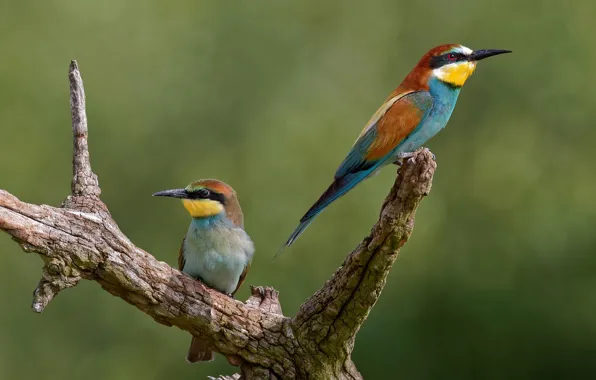 Birds, branch, a couple, bee-eaters