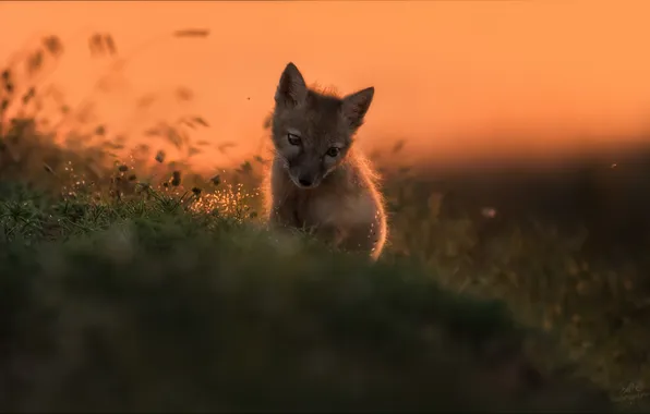 Grass, animal, wolf, predator, baby, bokeh, the cub, young