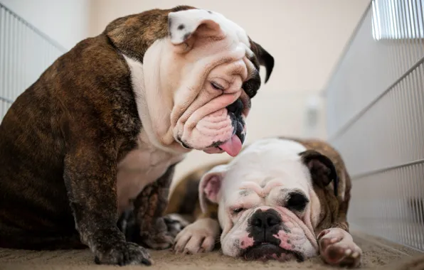 Dogs, pair, two dogs, English bulldog, the bulldogs