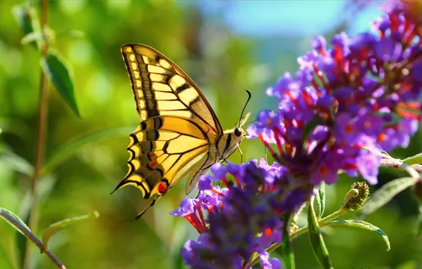 Picture Macro, Flowers, Spring, Butterfly, Spring, Bokeh, Bokeh, Macro