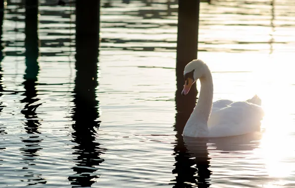 Light, glare, reflection, ruffle, Swan