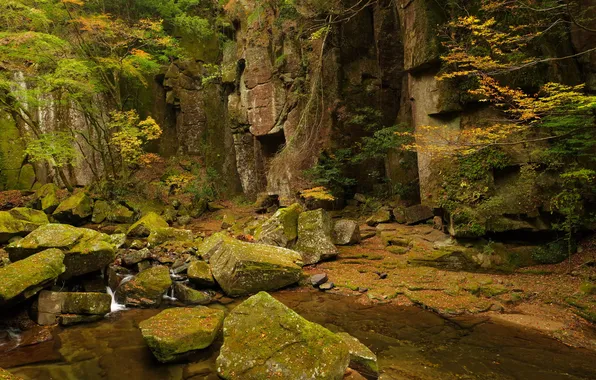 Forest, stream, stones, rocks