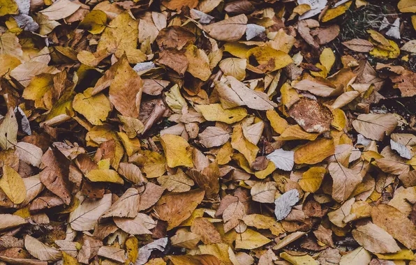 Autumn, leaves, dry