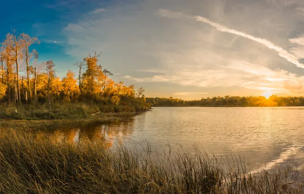 Picture autumn, leaves, trees, lake, the reeds, dawn, yellow, USA