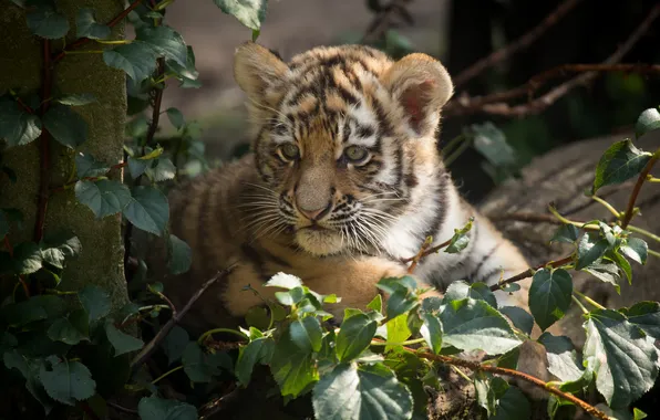 Cat, leaves, tiger, cub, kitty, Amur