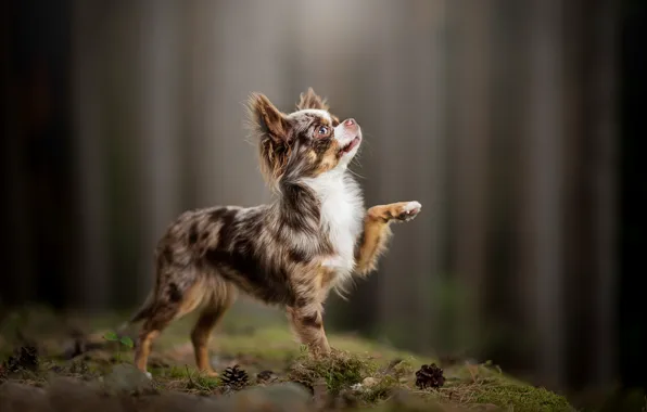 Picture Chihuahua, bokeh, doggie, foot, dog