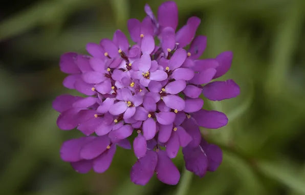 Picture flower, blur, inflorescence, pink-purple