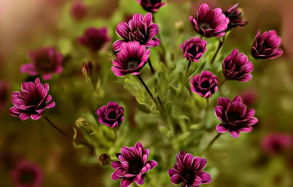 Flowers, treatment, bokeh, Dina Telhami, Closings