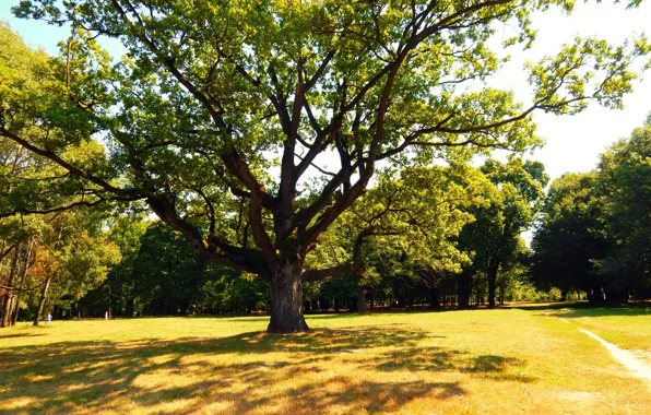 Picture summer, branches, shadow, oak