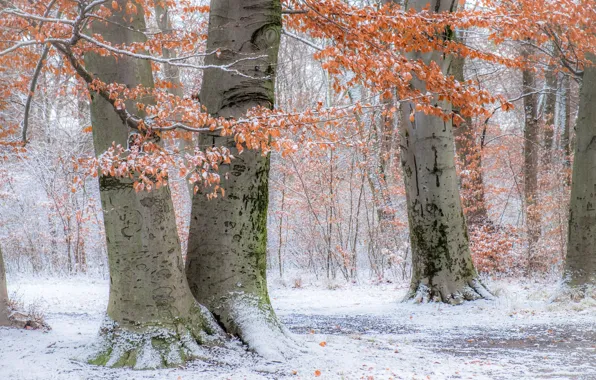 Autumn, snow, trees, Park, Germany, Munich, Bayern, Germany