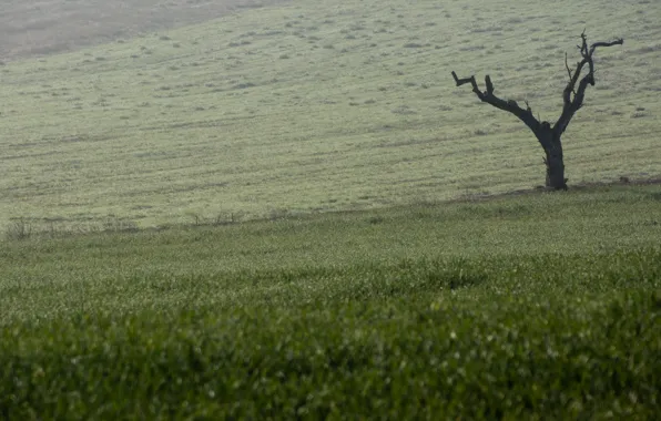 Green, field, tree, countryside scene