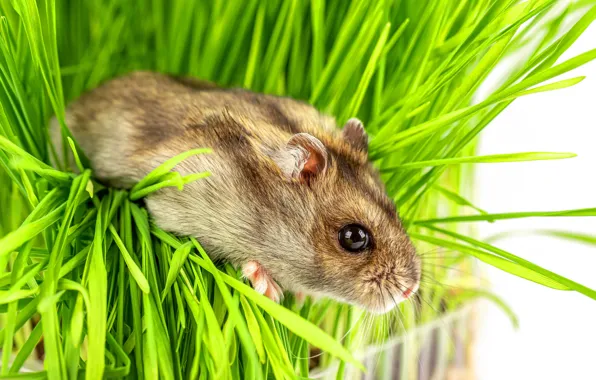 Picture Grass, Look, Eyes, Hamster, Ears, Green grass, Face