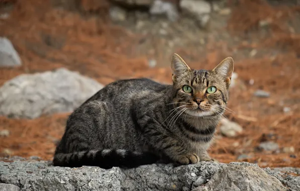 Cat, cat, nature, stones
