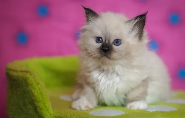 Look, pose, green, kitty, background, pink, baby, muzzle