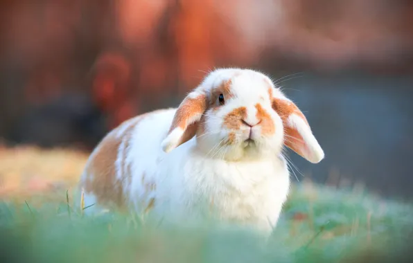 White, grass, nature, background, glade, rabbit, fold, red