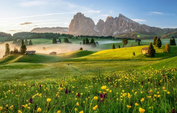 Picture Landscape, sky, field, flowers