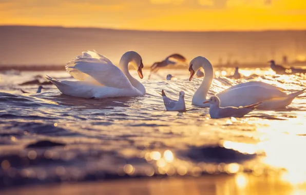 Light, birds, seagulls, pair, white, swans, pond