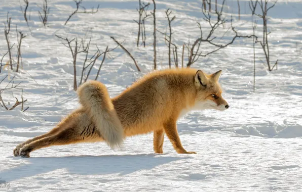 Snow, nature, Fox