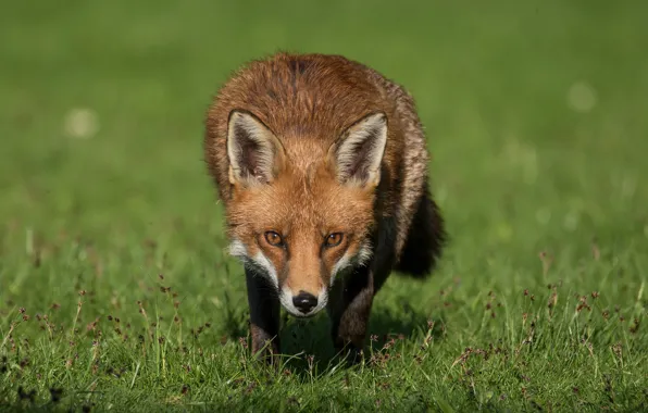 Grass, look, face, nature, pose, Fox, red, green background