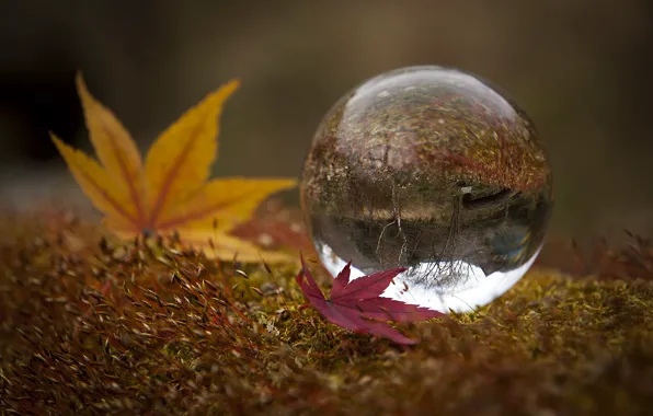 Picture leaves, nature, ball