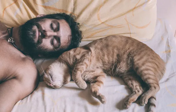 Cat, stay, sleep, male, beard