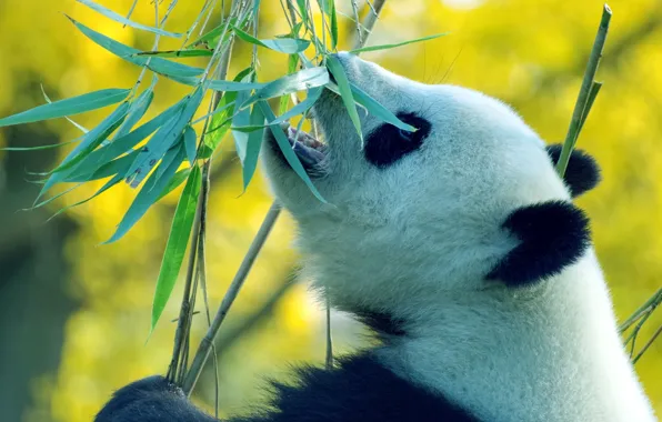 Face, leaves, branches, portrait, bamboo, bear, Panda, meal