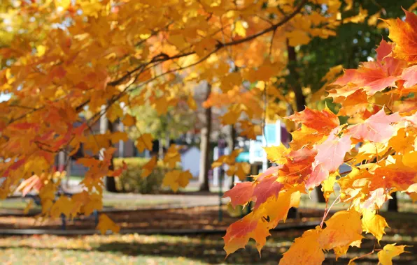 Autumn, leaves, Park, maple