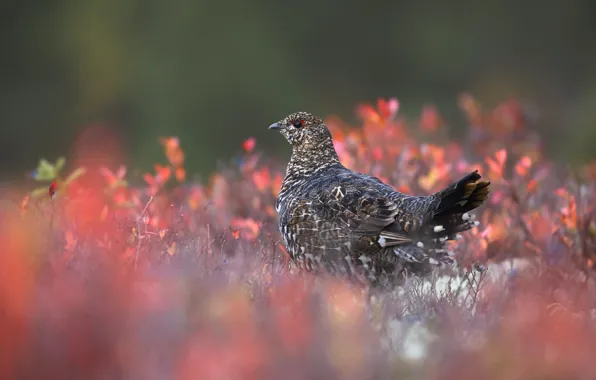 Picture autumn, bird, leaves, partridge