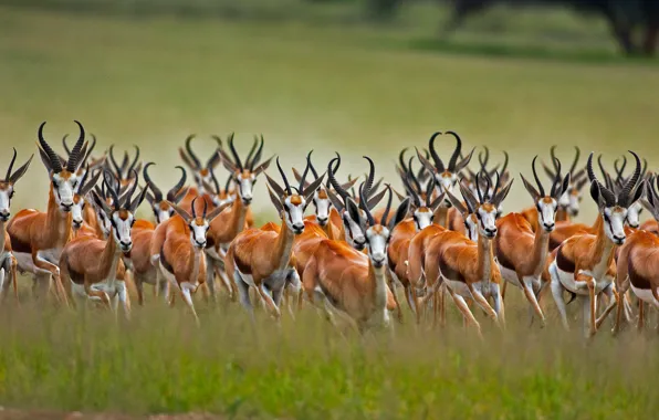 Picture Africa, South Africa, Kalahari, antelope jumping, African antelope, Springbok