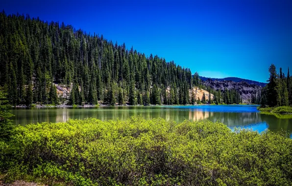 Greens, forest, summer, the sun, trees, mountains, lake, Oregon