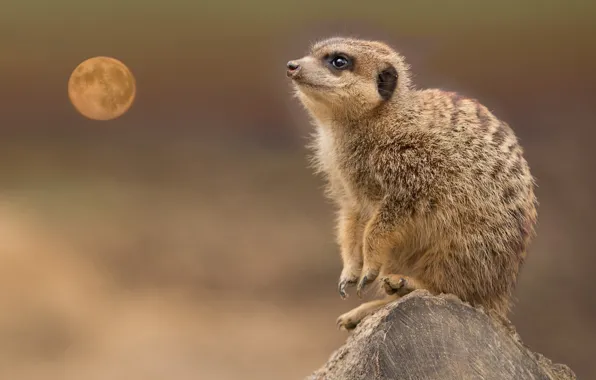 Picture pose, background, the moon, stump, animal, face, wildlife, meerkat